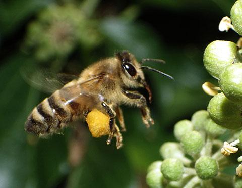 READER PIC: 16.10.13:  Bee in flight by Dennis T Baker
