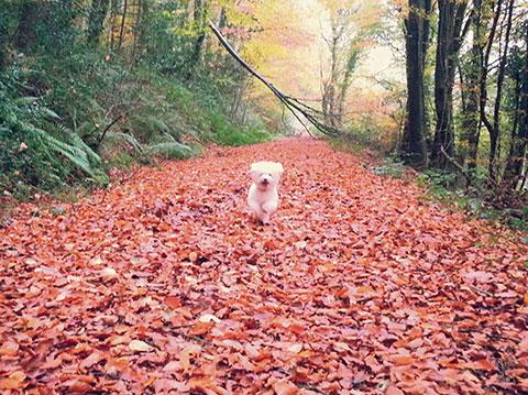READER PIC: 29.11.13: Mario enjoying an autumn walk in the Usk Valley from Steve Everson