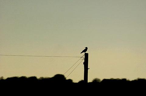 READER PIC: 12.12.13: Bird perched on a telegraph pole at sunset over Llanellen Pic: Jon Bevan