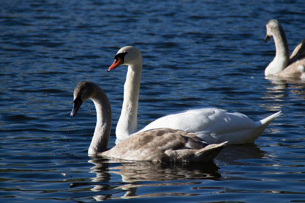 READER PIC: 14.01.14: Kris Davies sent in this shot of a pair of regal-looking swans 