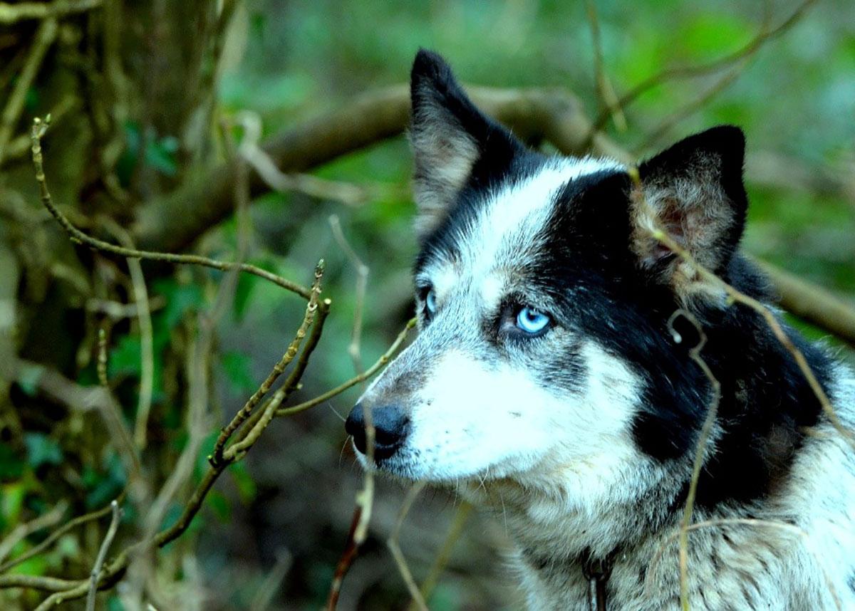 @southwalesargus PIC OF THE DAY 05.02.14: OL' BLUE EYES: A husky keeps a sharp look-out in woods at Rhiwderin Pic: Mike Lewis