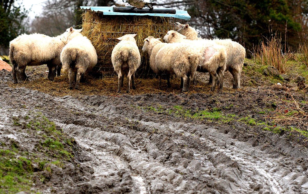 @southwalesargus PIC OF THE DAY 17.02.14: HUNGRY SHEEP: Animals make for the hay during the bad weather Pic: MIKE LEWIS