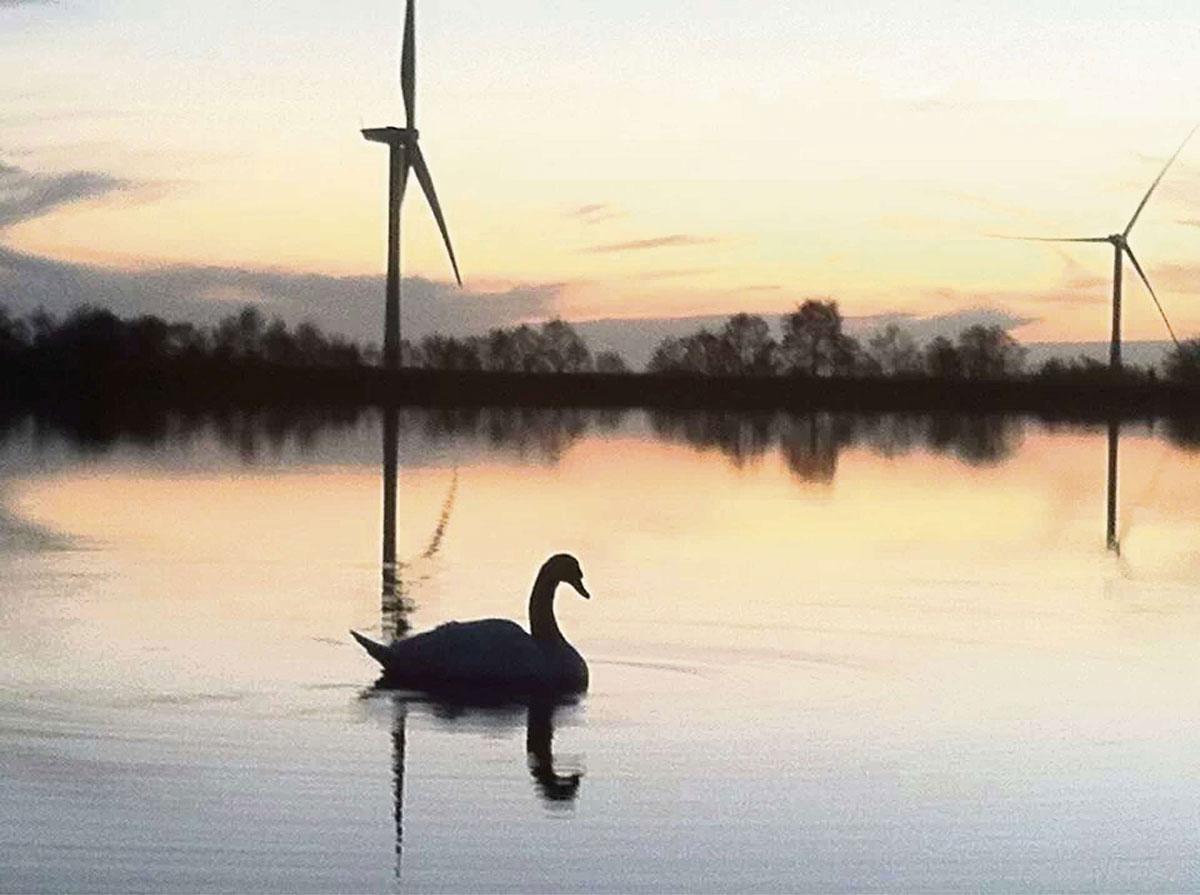 READER PIC: 07.03.14: Paul Harvey sent in this serene shot of swans and wind turbines at Penyfan Pond near Blackwood