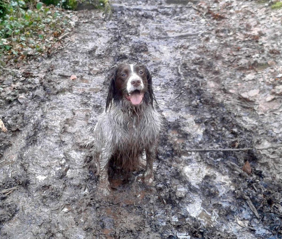 @southwalesargus PIC OF THE DAY 12.03.14: A very muddy spaniel Bella having enjoyed a romp through Allt-yr-yn nature reserve, Newport Pic: CHRIS TINSLEY