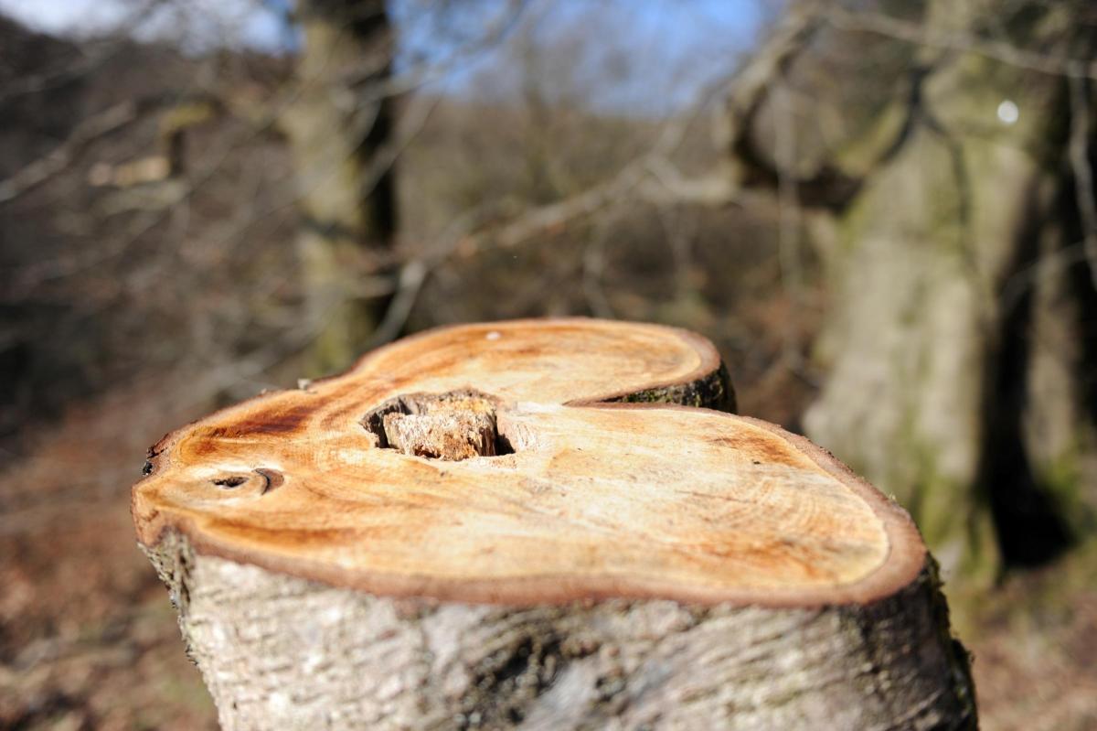 @southwalesargus PIC OF THE DAY 18.03.14: A hollowed out tree stump at Silent Valley nature reserve nr Ebbw Vale, for birds to nest Pic: JON BEVAN