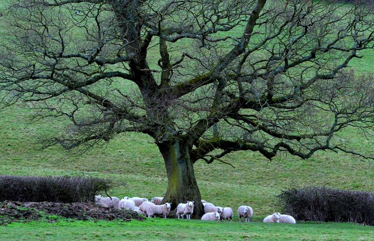 @southwalesargus PIC OF THE DAY 20.03.14: A gathering of sheep off Catsash Road, nr Langstone Pic: MIKE LEWIS