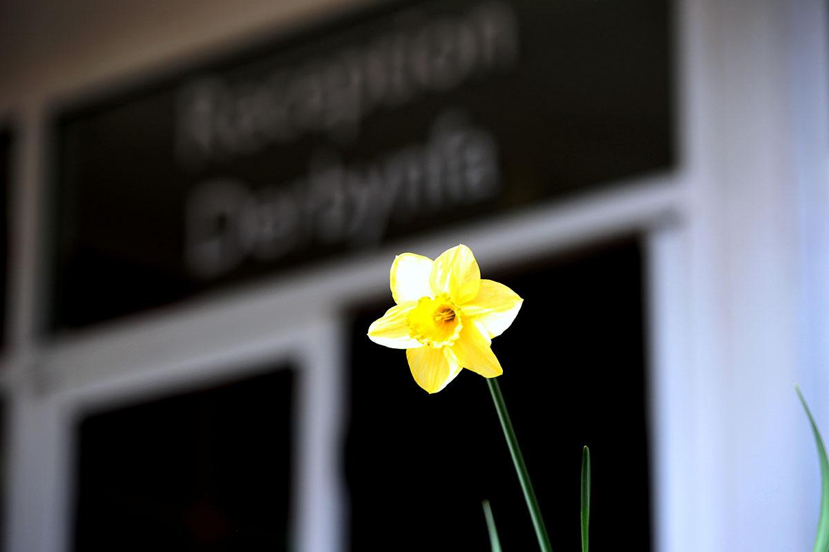 @southwalesargus PIC OF THE DAY 24.03.14: A daffodil in bloom at Castle Park Primary School, Caldicot Pic: MIKE LEWIS