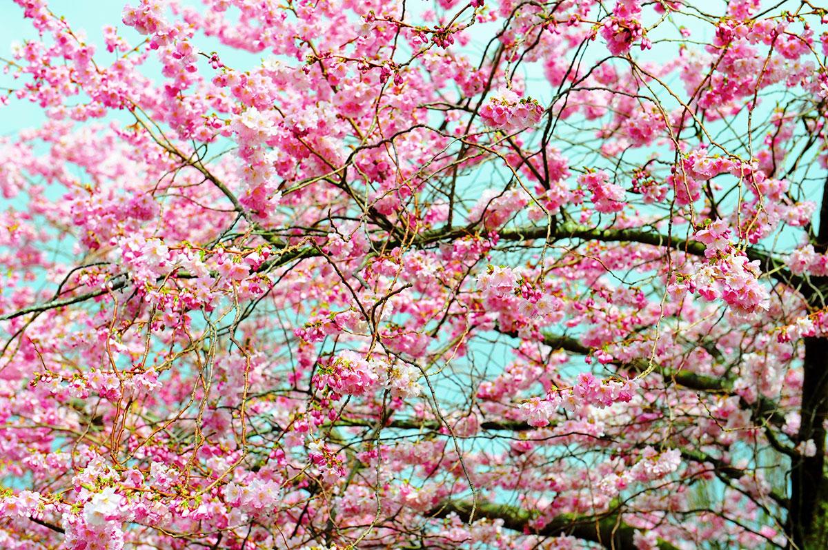 PRETTY IN PINK:
Tree in full bloom at the entrance to Tredegar Park, Risca
Picture: Jon Bevan