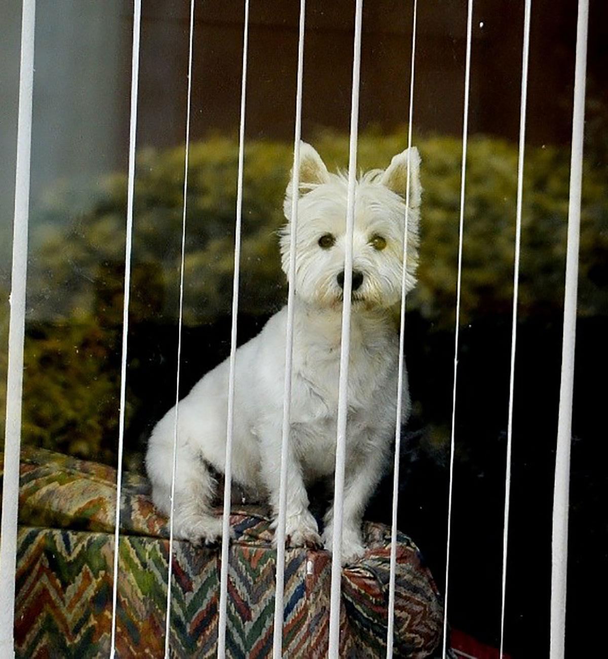 @southwalesargus PIC OF THE DAY 28.03.14: How much is that doggy in the window? PIC: MIKE LEWIS