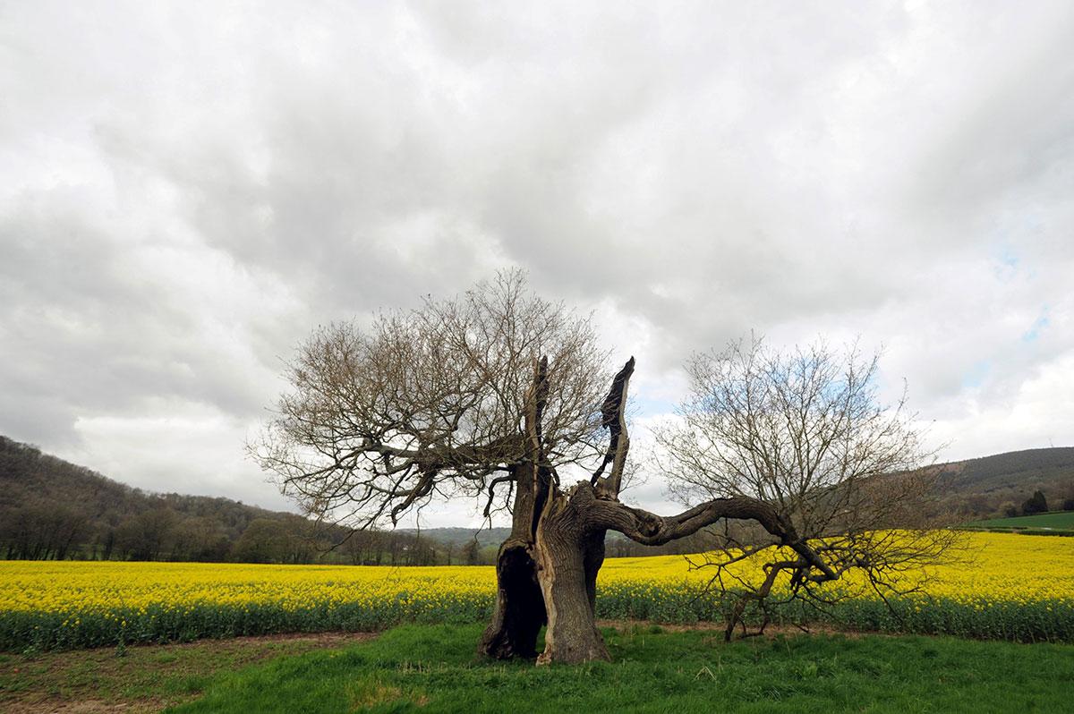 @southwalesargus PIC OF THE DAY: Old tree in a field of rape in Draethen Pic: MARK LEWIS