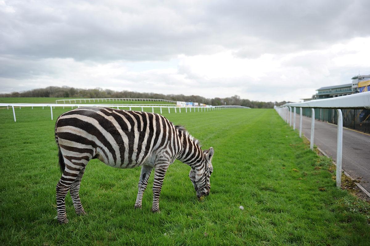 RACING STRIPES:
Zebedee, from the Circus Mondao, grazes at Chepstow Racecourse
Picture: JON BEVAN