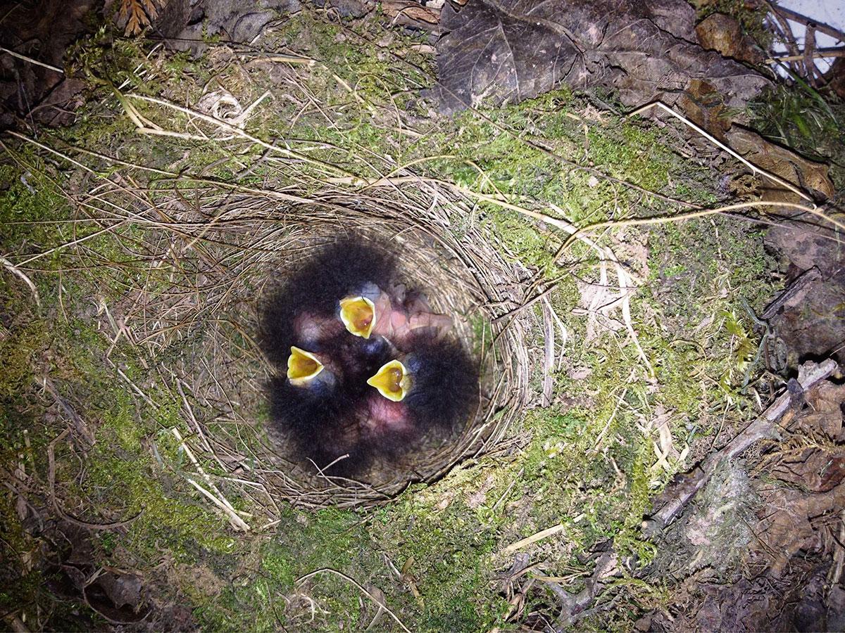@southwalesargus READER PIC: FEEDING TIME: Caroline Davies sent in this shot of baby robins
