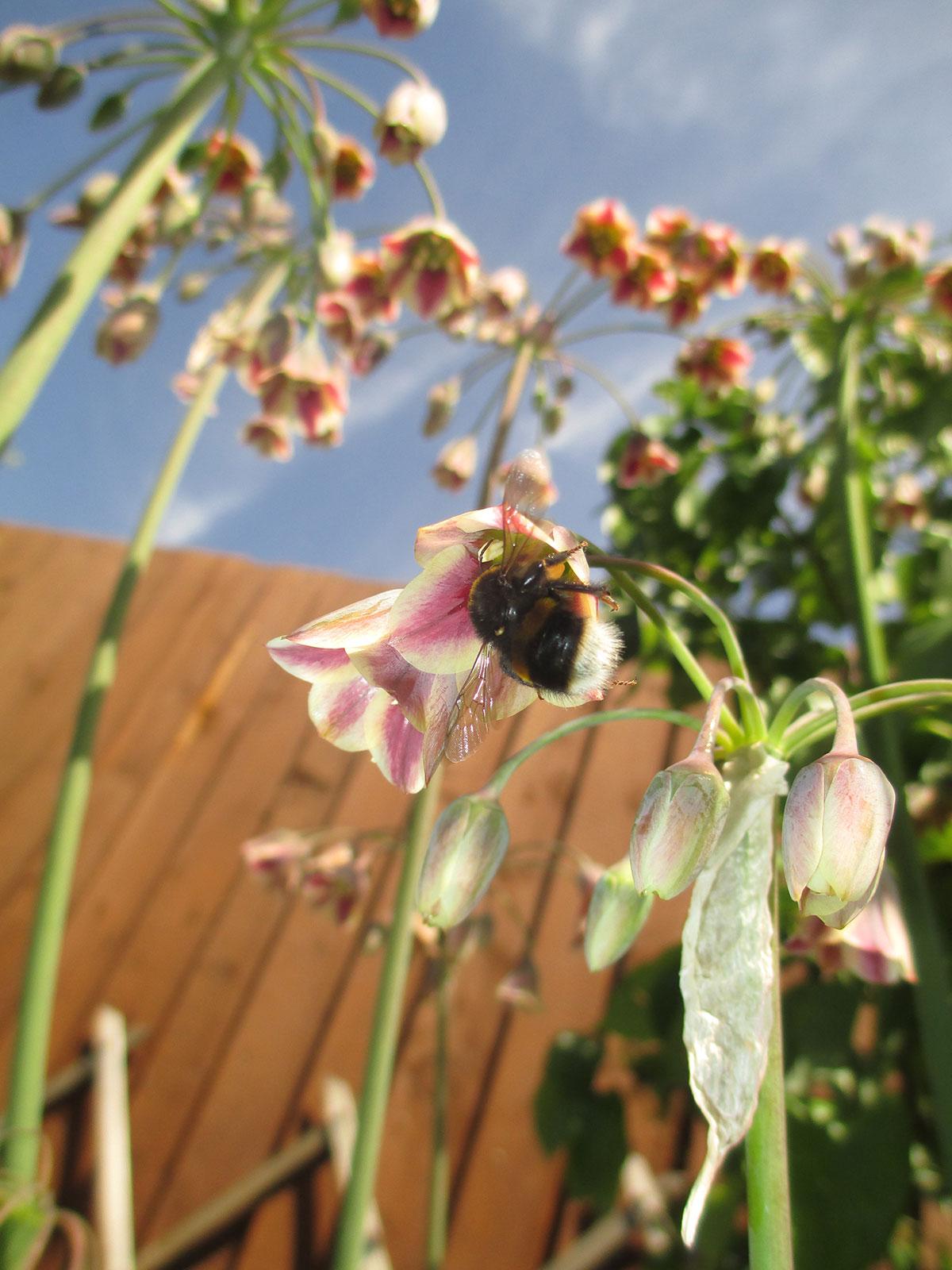 @southwalesargus READER PIC: Lyndon Marshall captured this stunning shot of a bee on a flower