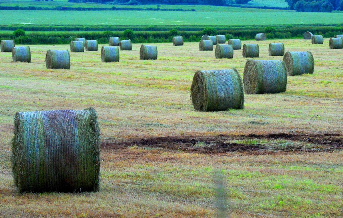 MAKE HAY WHILE THE SUN SHINES: Bales of the stuff in a field off the A48
Picture:
MIKE LEWIS