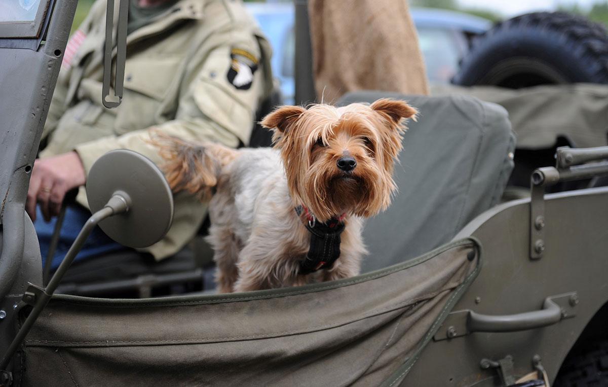 @southwalesargus PIC OF THE DAY: Terrier Tiny with owner David Morgan in his WWII US army Jeep in Newport Pic: JON BEVAN