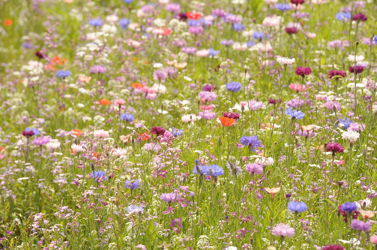 @southwalesargus PIC OF THE DAY: Wildflowers on a roadside verge on Malpas Road, Newport Pic: MARK LEWIS