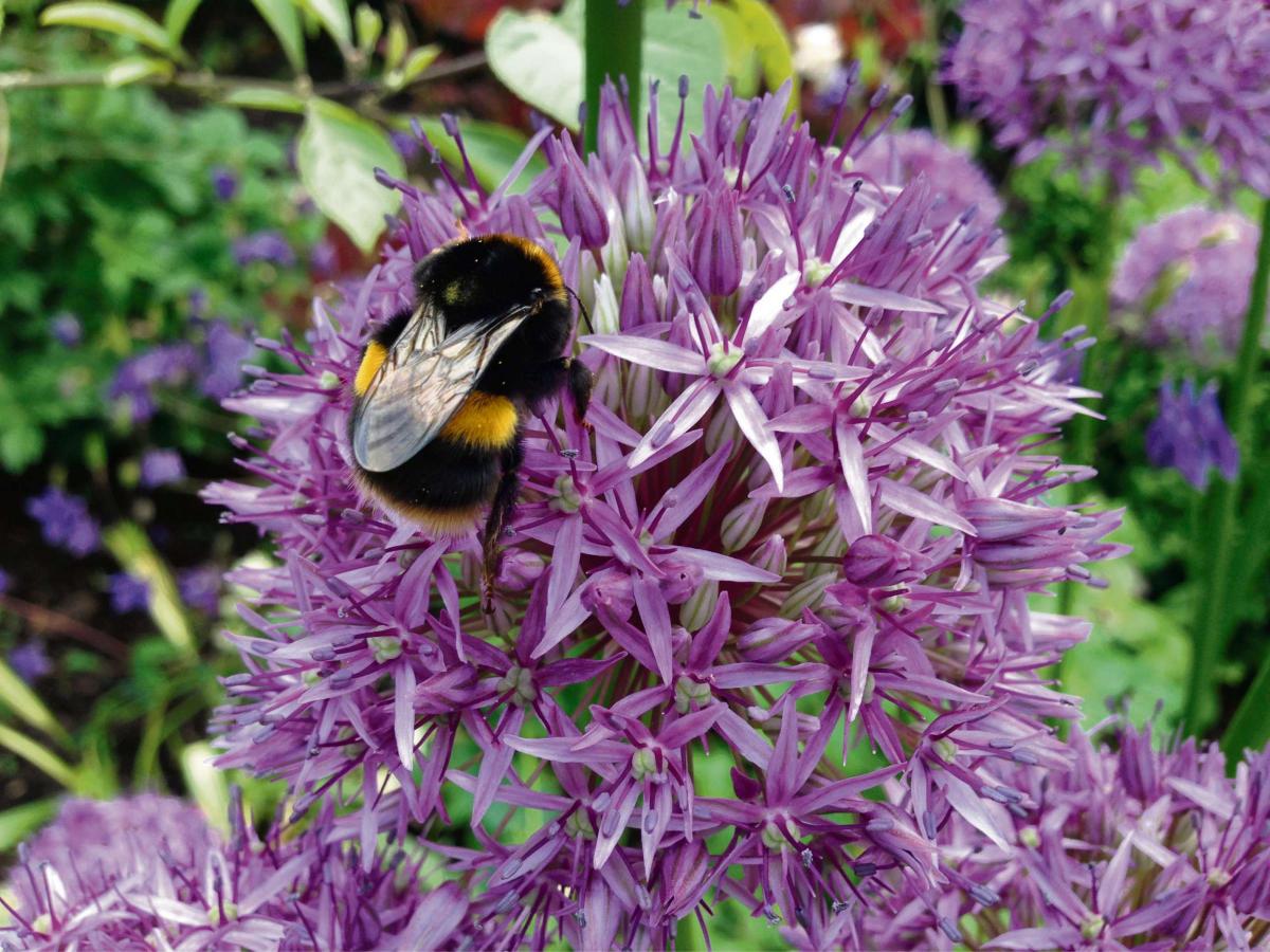 @southwalesargus READER PIC: Ruth Carroll captured this shot of a bee on a flower 