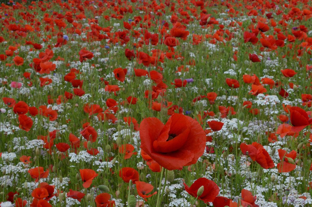 @southwalesargus PIC OF THE DAY: Poppies growing on a roundabout in Bulwark Picture: MICHAEL EDEN