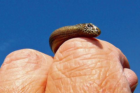 @southwalesargus READER PIC: Charles Dawson saved this slow worm from his lawnmower