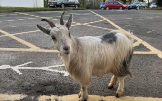 Lost goat at Newport Golf Club