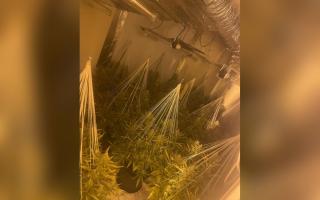 Gwent Police find more than a hundred cannabis plants in Gwent area