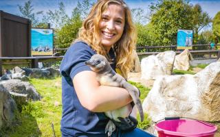 Keeper Catrin with Mozzarella the Humboldt penguin chick