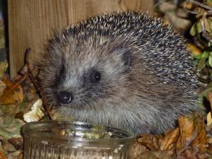  Outdoors - Make your garden hedgehog-friendly (From South Wales Argus