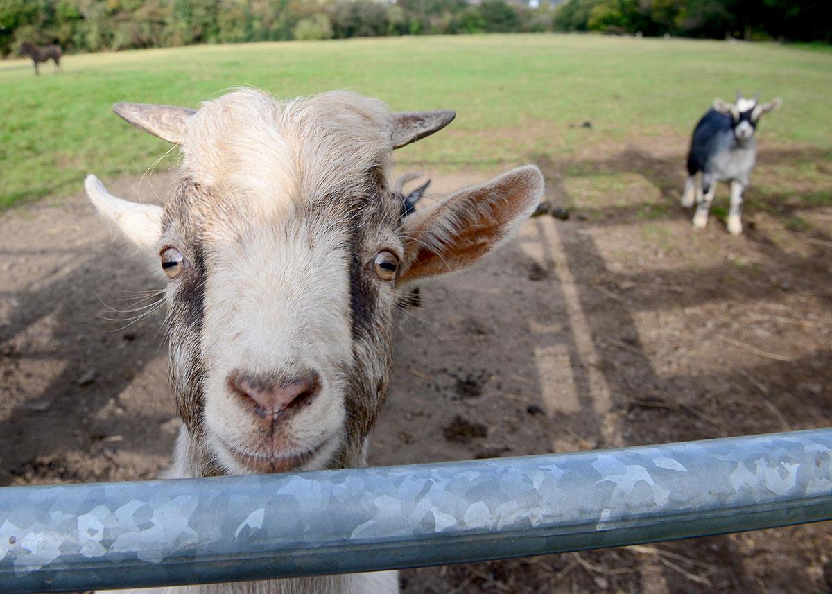 A goat spotted near Blackwood with Donald Trump hair