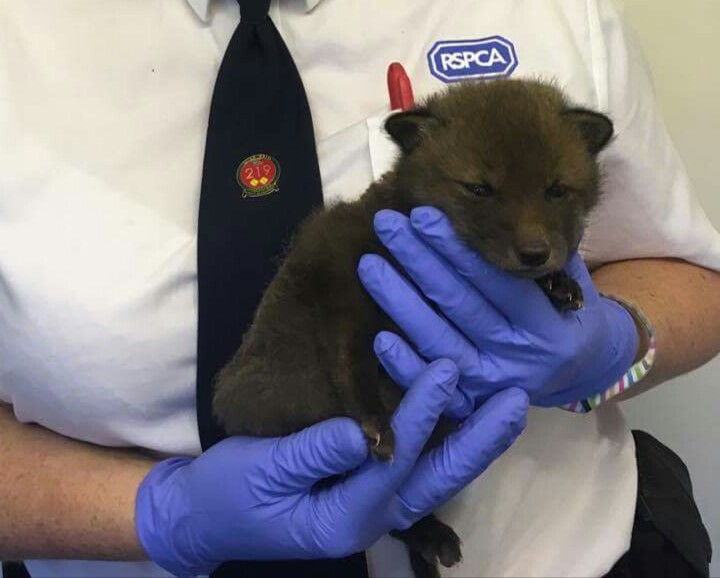 Woman helps save fox cub badly burnt in a grass fire