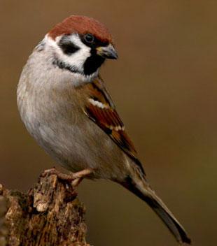 This Tree Sparrow was snapped in a wood near Caldicot. They are very much on the decline in Gwent.  Sent in by Ken Smith.