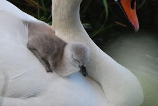 Here's a picture of a week old cygnet using it's mother as a slide to go into the water. From Peter Harper, Newport.