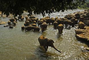 An elephant herd bathes at a river near an elephant orphanage in Pinnawala, Sri Lanka. 