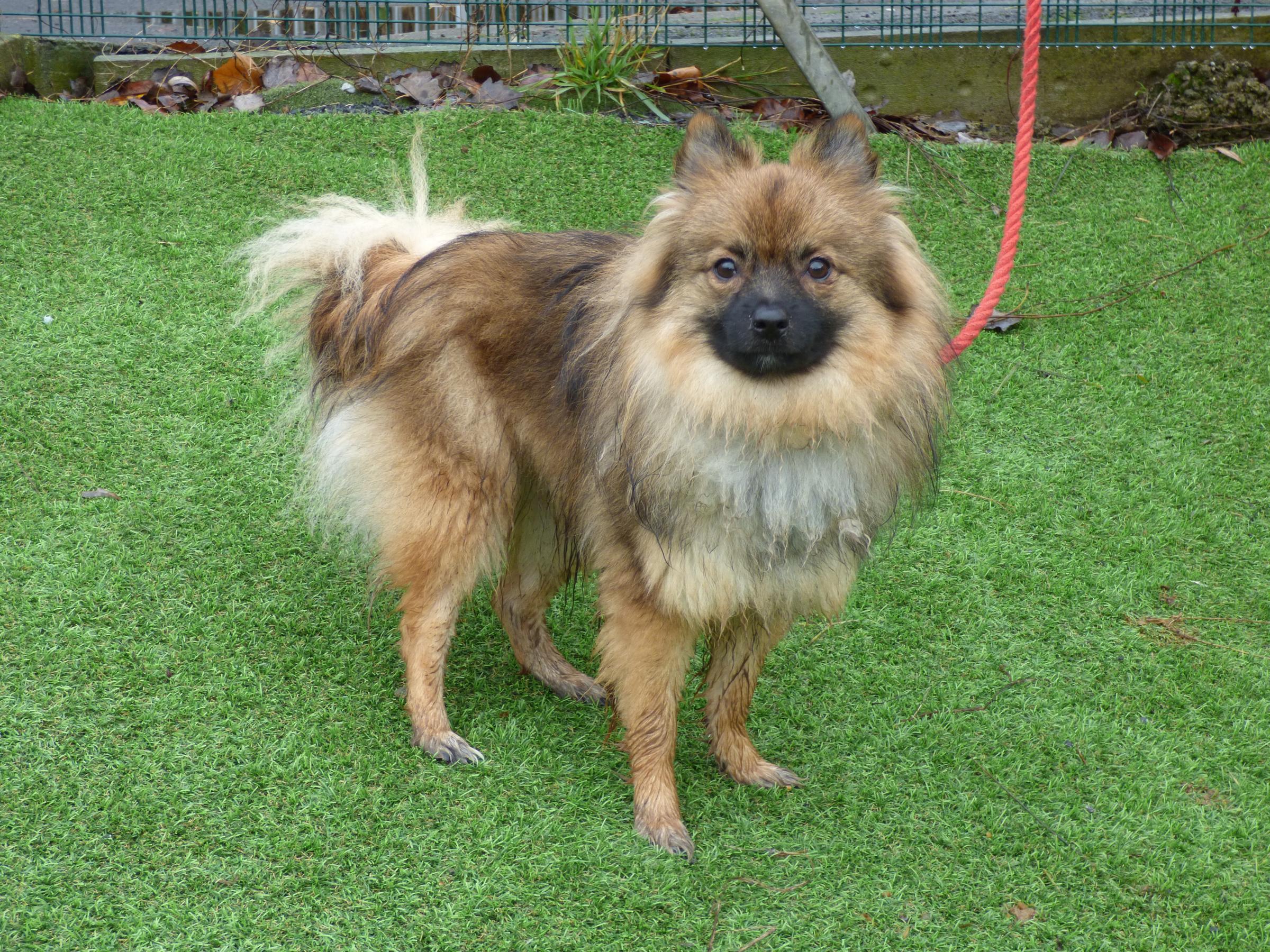 Dog Of The Week Pomeranian Keeshond Mix Pepi Is Looking For A New Home South Wales Argus