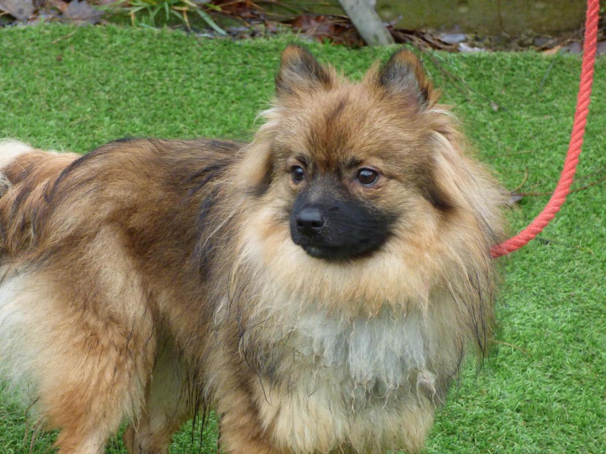 DOG THE Pomeranian-keeshond mix Pepi is looking for a new home | South Wales Argus
