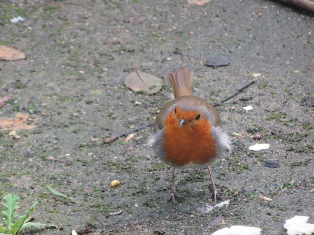 South Wales Argus: My beautiful robin.