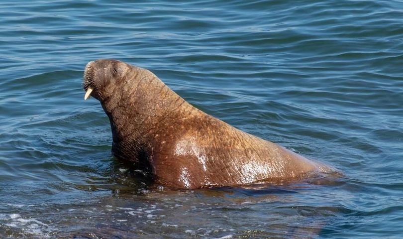 Socially distance from Wally the Tenby walrus,&#39; | South Wales Argus