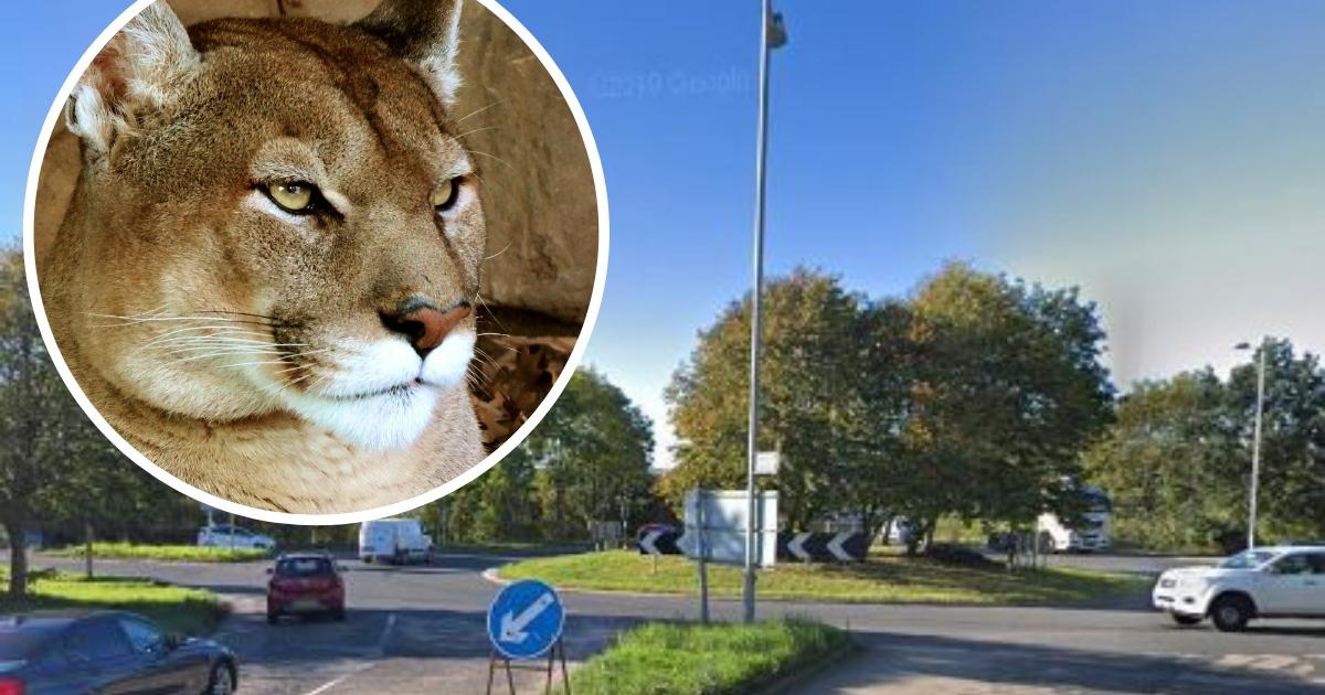 'Big cat' spotted on Wales-England border for the fourth time