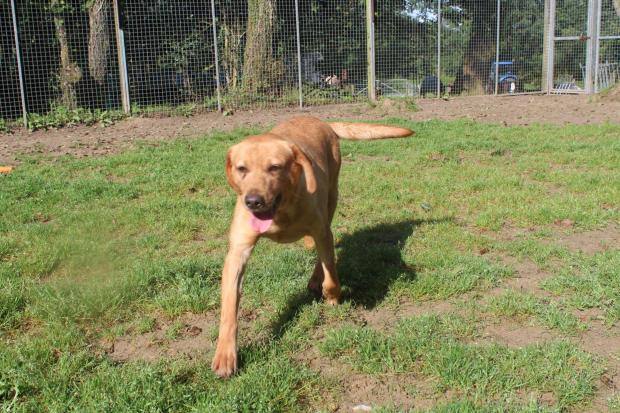 South Wales Argus: Bunty - A gorgeous playful lab that  can be a little shy at first. She loves to play ball in the sandschool