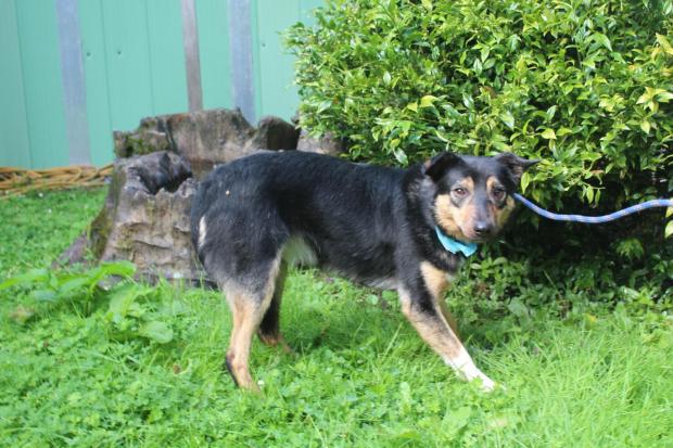 South Wales Argus: Lucas - Cross breed. Lucas loves to explore the world but cna be a little shy. Enjoys spending time with other dogs at the rescue, while he waits for his forever home.