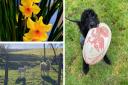 In pictures: it doesn't get much more Welsh than this St David's Day gallery