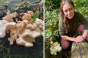 Forager finds rare fungi