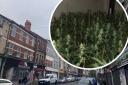 Gwent Police crackdown on a flood of cannabis factories in the city centre