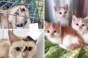 Twix and her 'Selection Box' kittens were found at Magor services