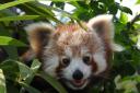 Red Panda Flint, at Amazon World