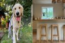 Cwtch Animal Homestay to open dog hotel in Cwmbran