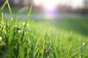 Stock image of grass