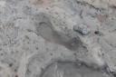 STEP BACK IN TIME: One of the human footprints found in the mud near Goldcliff