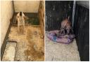 Images previously released by RSCPA Cymru of dogs found during a separate puppy farm investigation