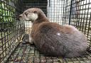 An otter has been returned to the wild after a run-in with an electric fence in Carmarthenshire  Picture: RSPCA