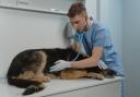 The nationwide vet firm is doing what it can to help out
